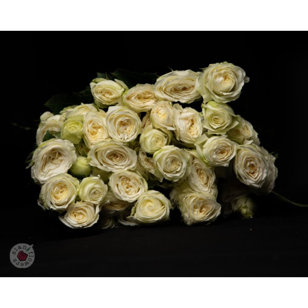 Троянда Мутоні 60 см