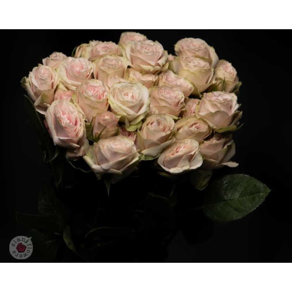 Троянда Чармінг Ірішка 60 см