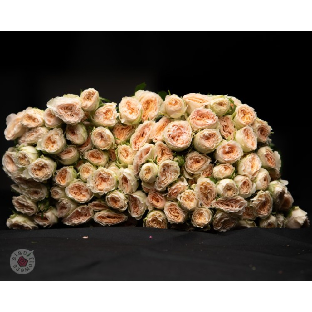 Троянда Меліора 50 см