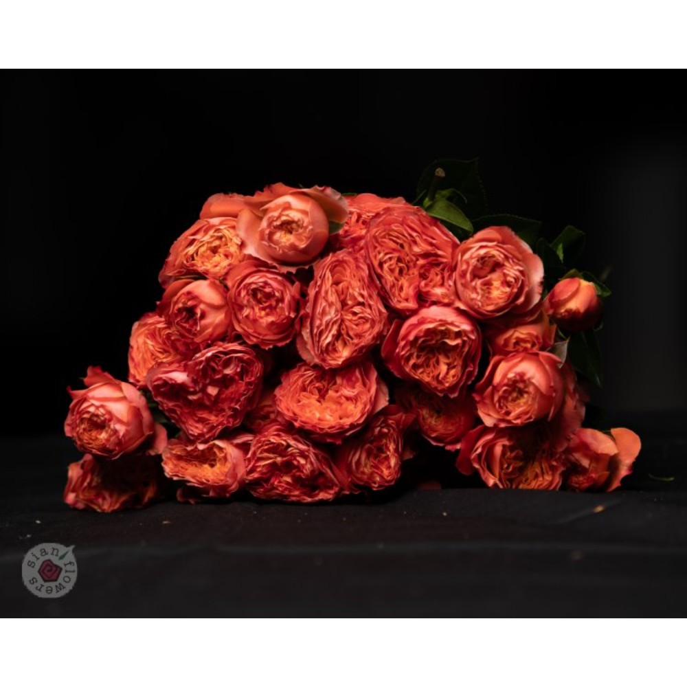 Троянда Ла Мандарін 60 см