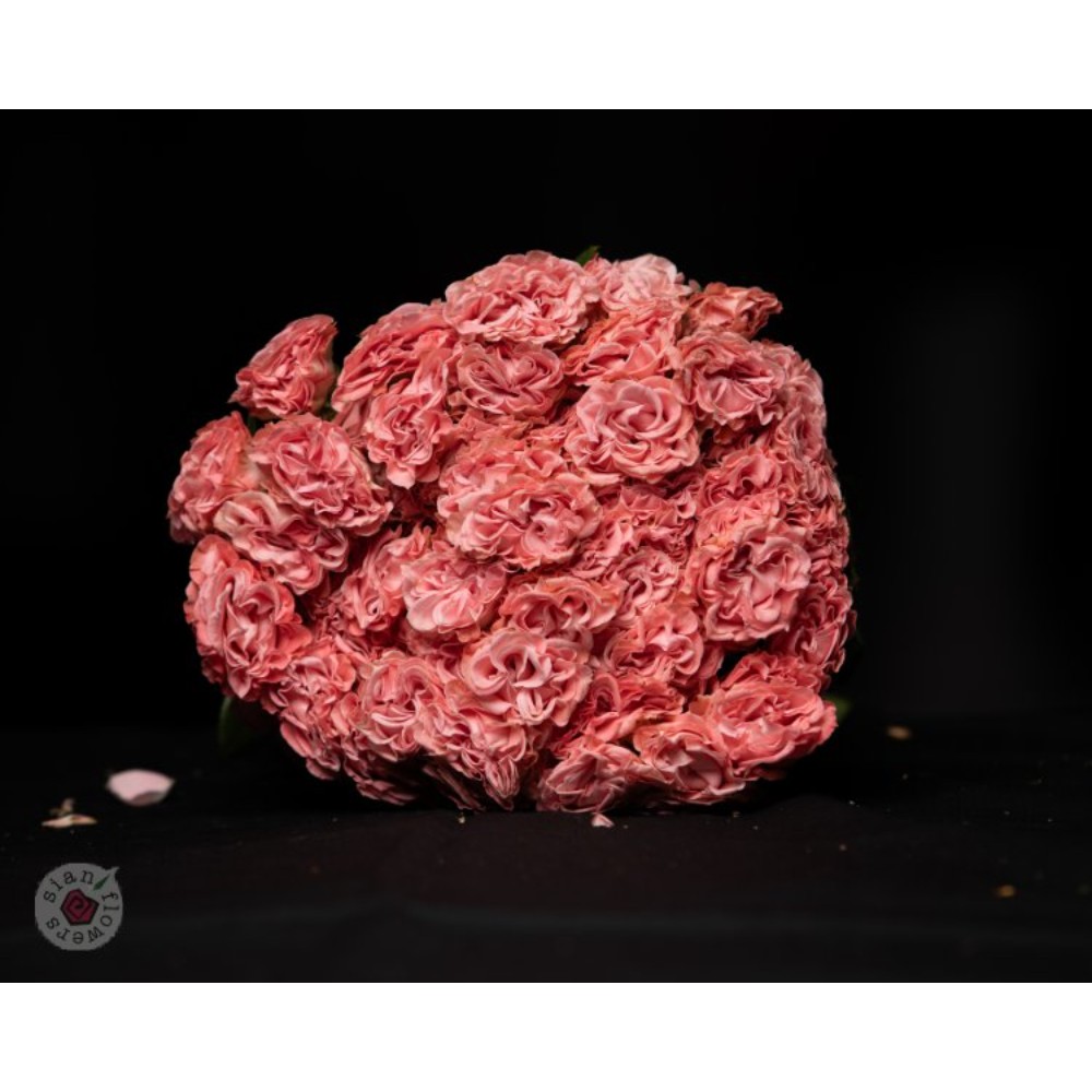 Троянда Лакі Флоу 50 см