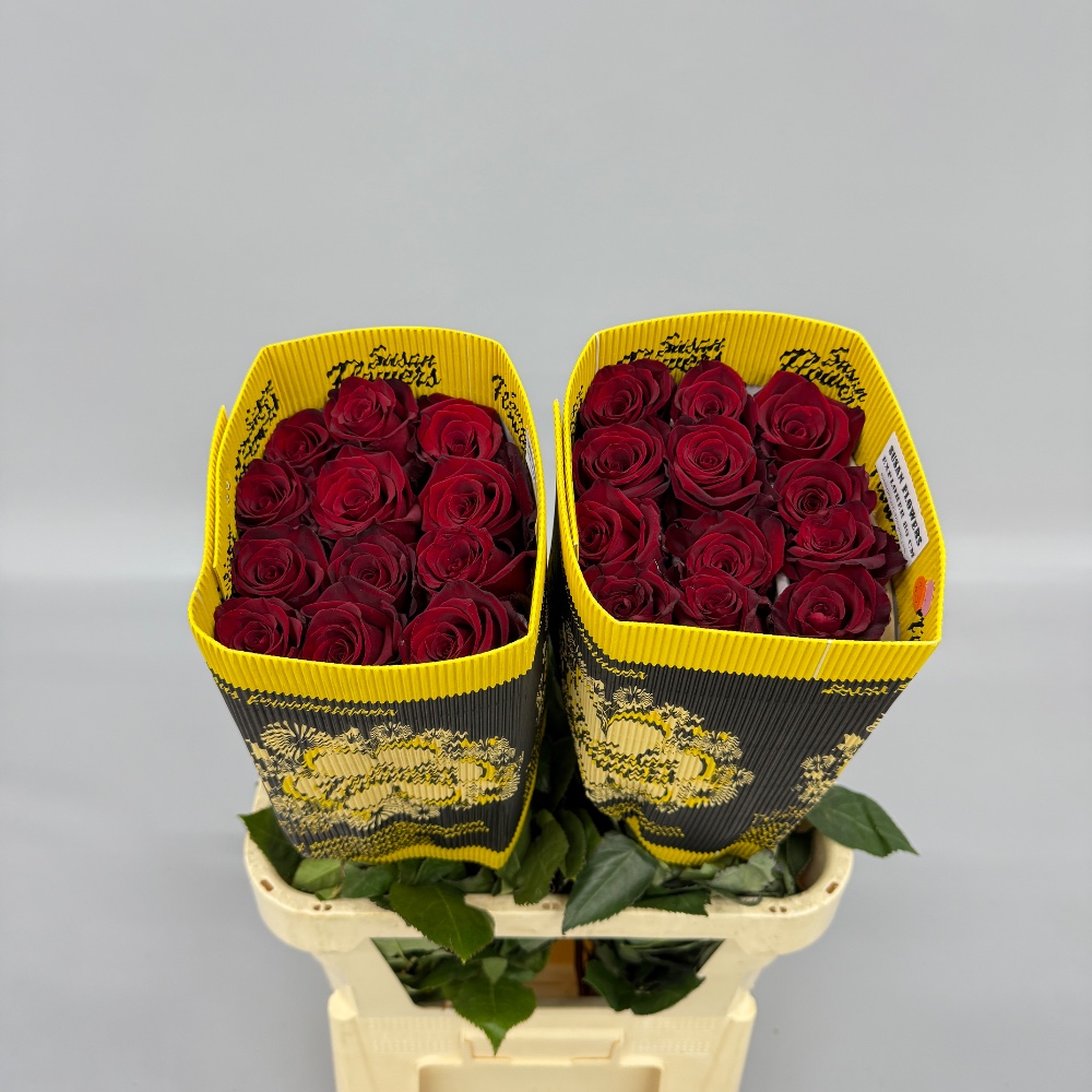 Троянда "Експлорер" 80 см.