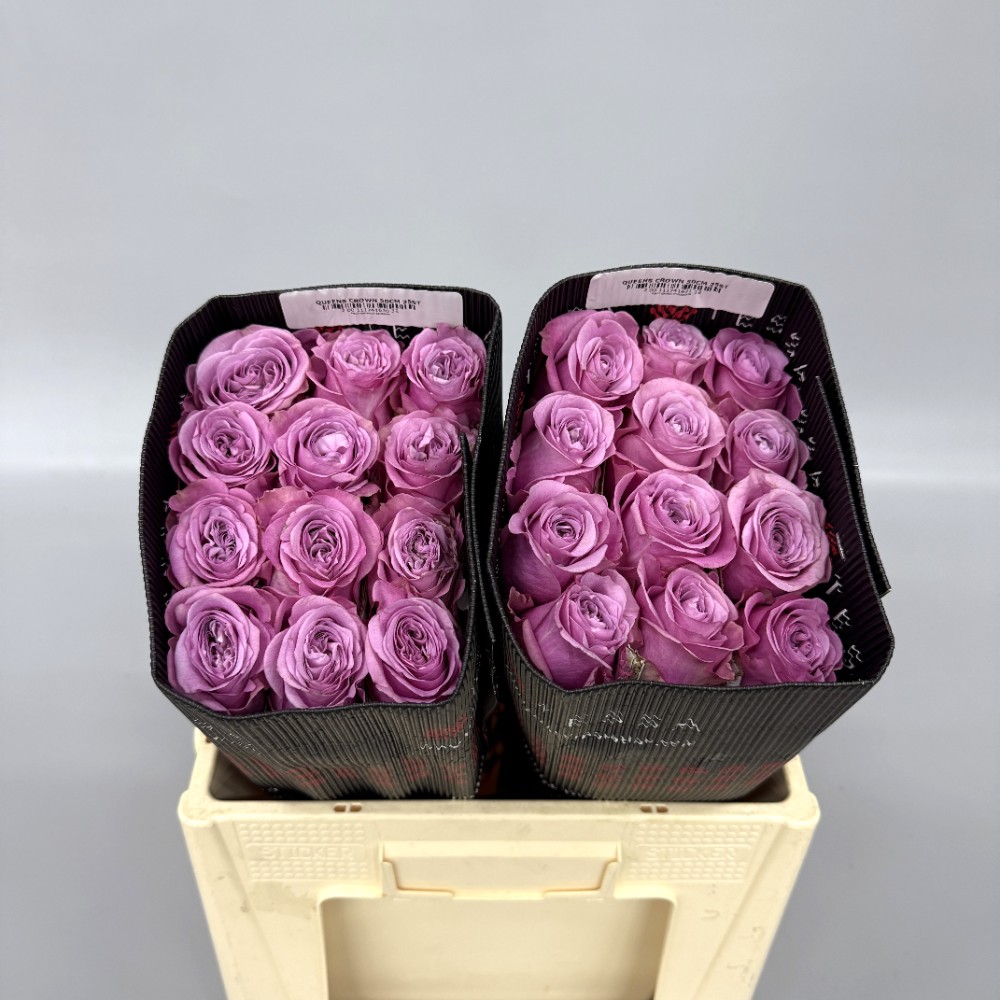 Троянда Квінс Краун 50 см