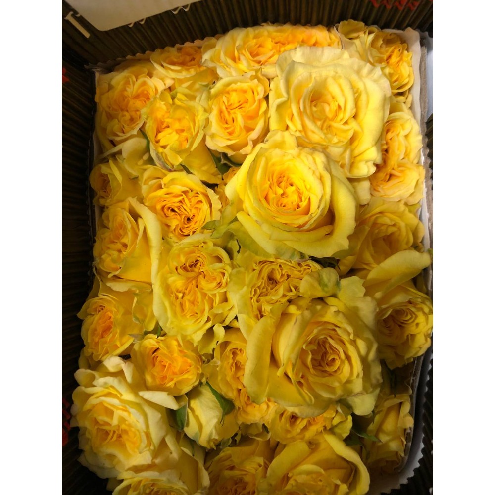 Імпортна троянда "Спрей Фібоначі Жіконда" 60 см.