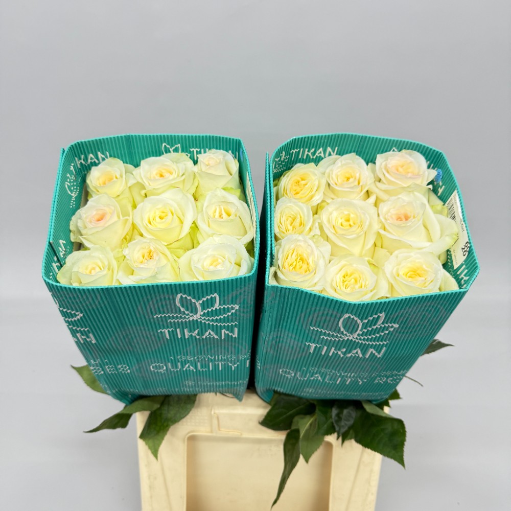 Троянда Кенделайт 60 см