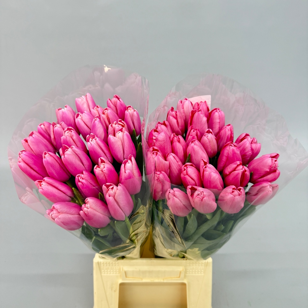 Тюльпан "Сіссі"