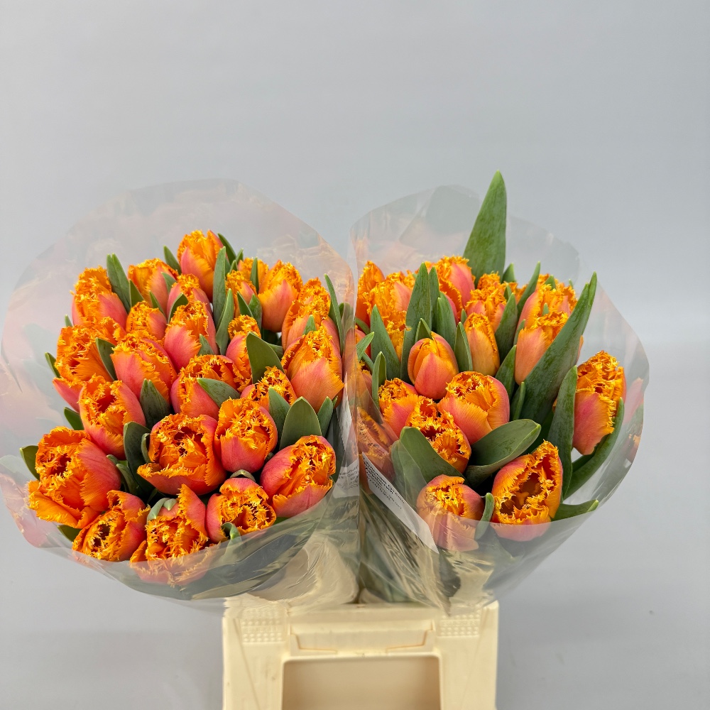 Тюльпан Огене Ворсистий