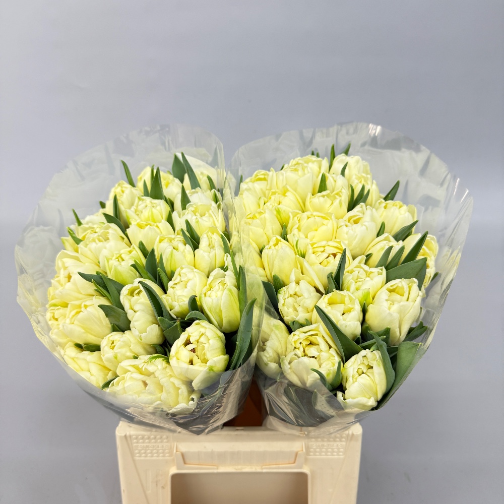 Тюльпан "Авангард піоновидний"