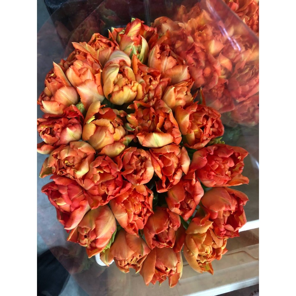 Тюльпан "Монте Оранж"