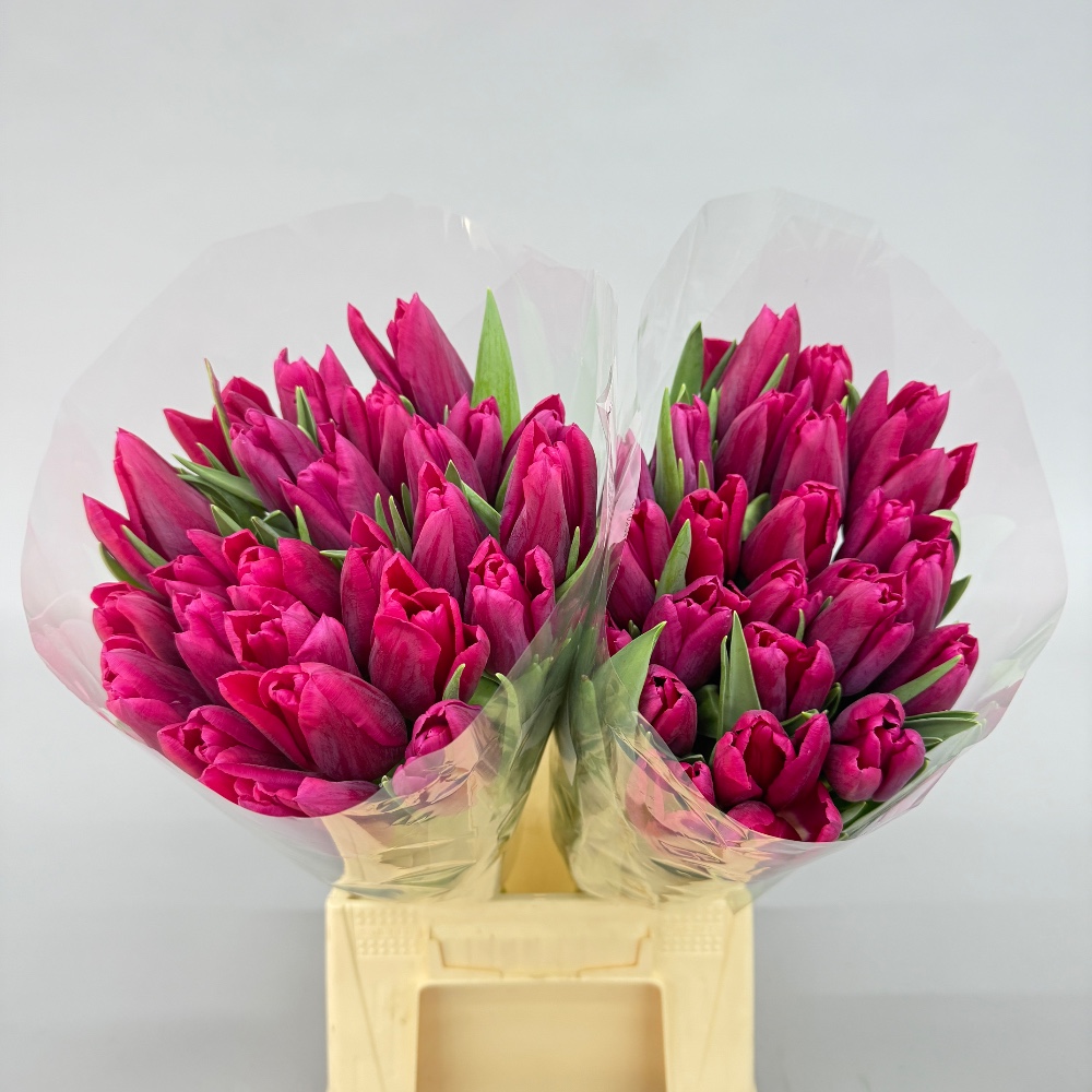 Тюльпан "Ферст Лав"