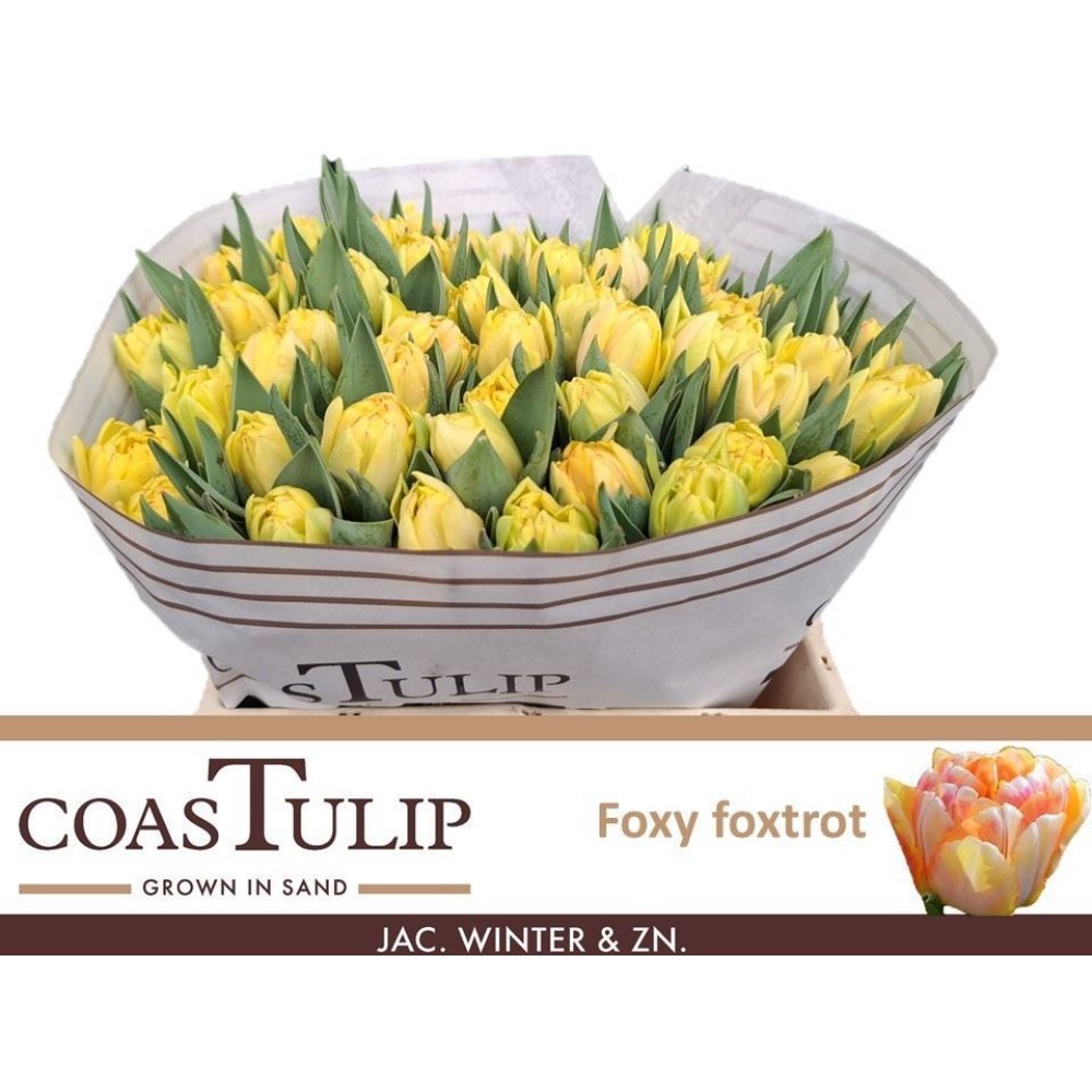 Тюльпан Дабл "Фоксі Фокстрот"