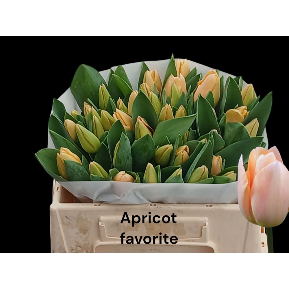 Тюльпан "Апрікот Фаворіт"