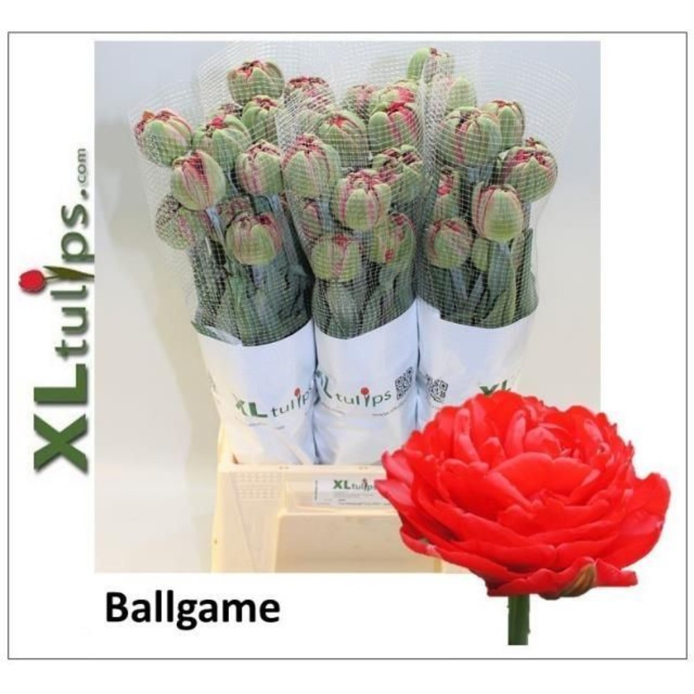 Тюльпан Дабл XL "Боллгейм"