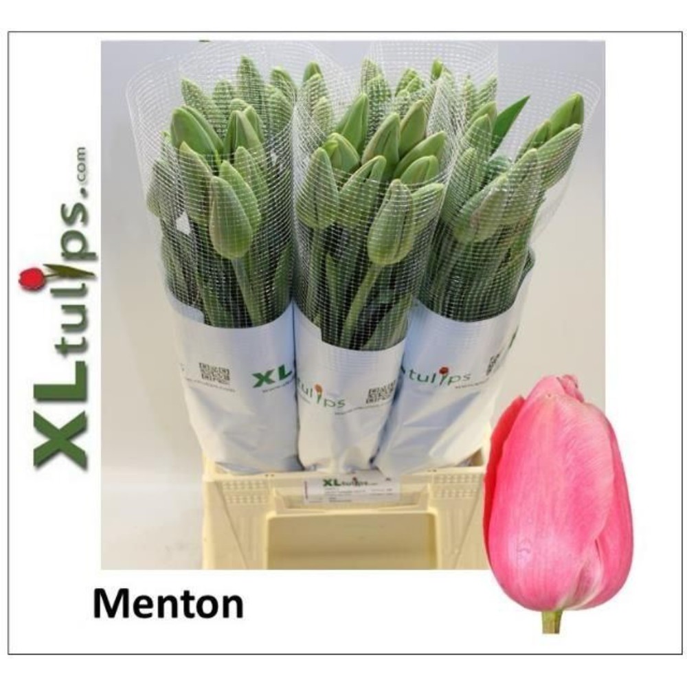 Тюльпан XL "Ментон"