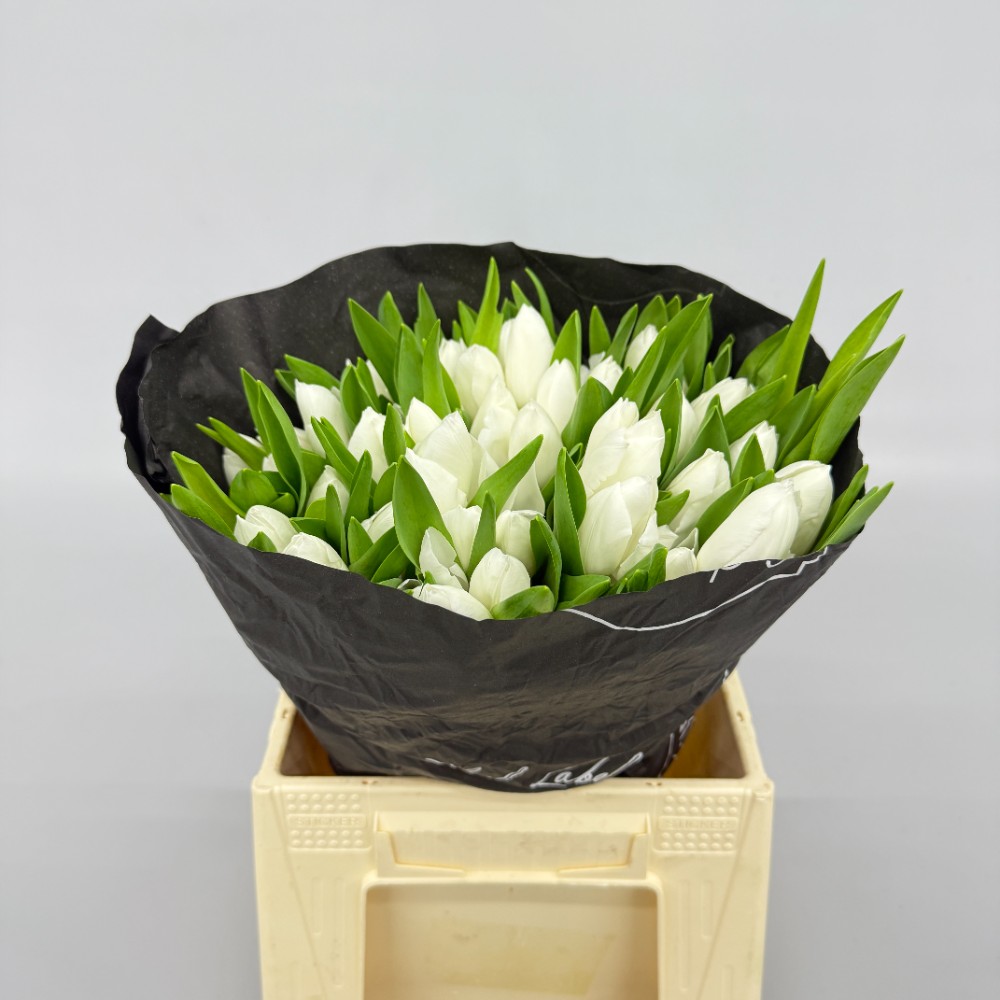 Тюльпан "Роял вірджин"