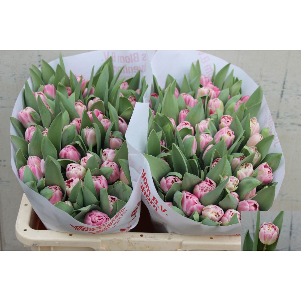 Тюльпан Дабл "Ендлесс Лав"