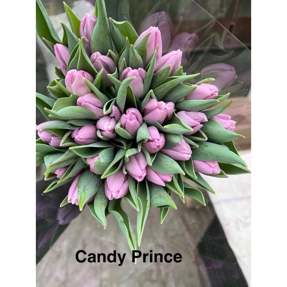 Тюльпан Місцевий "Кенді принц"