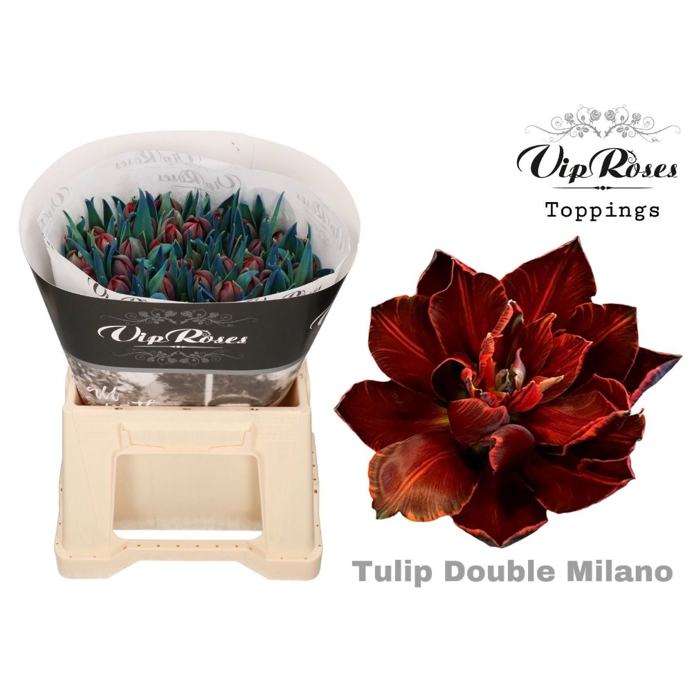 Тюльпан піоновидний, фарб. "Мілано"