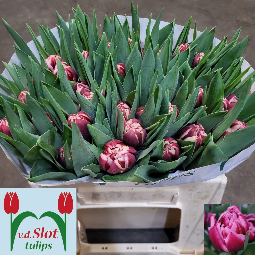 Тюльпан Дабл "Дрон"