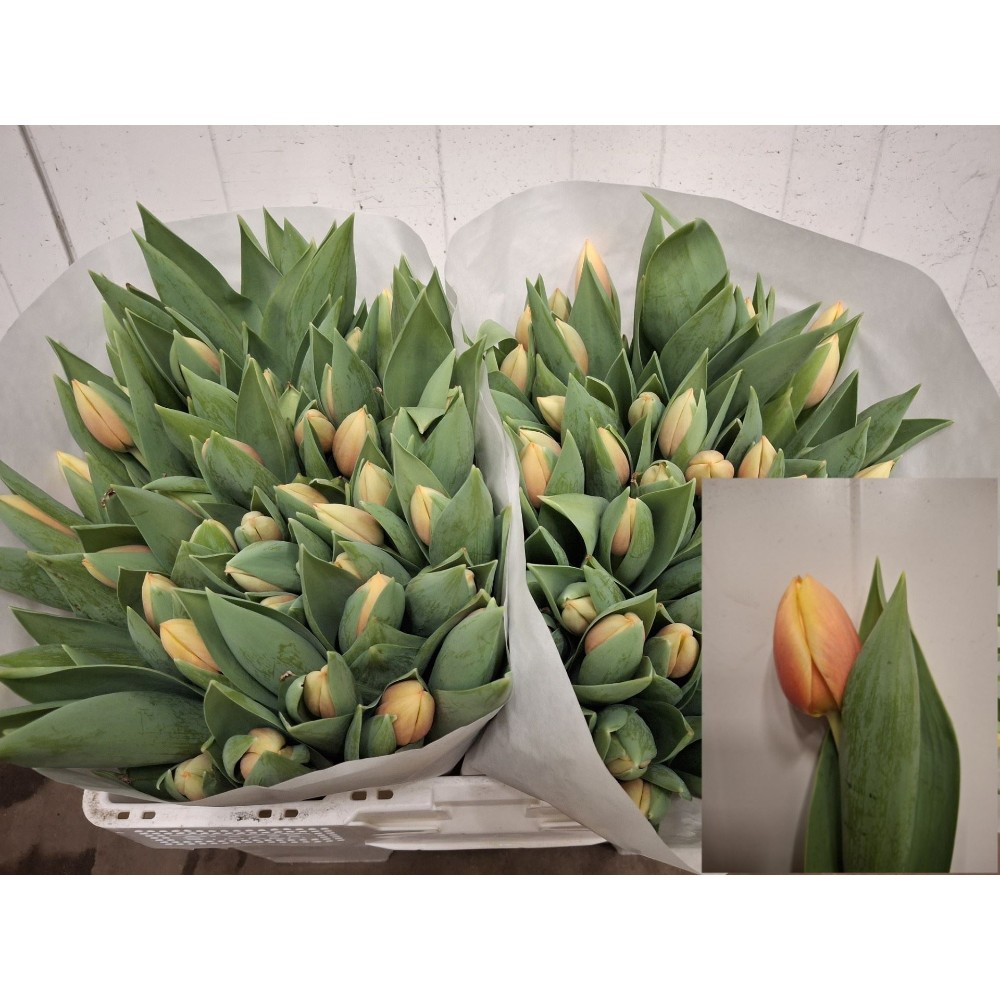 Тюльпан "Маріт"