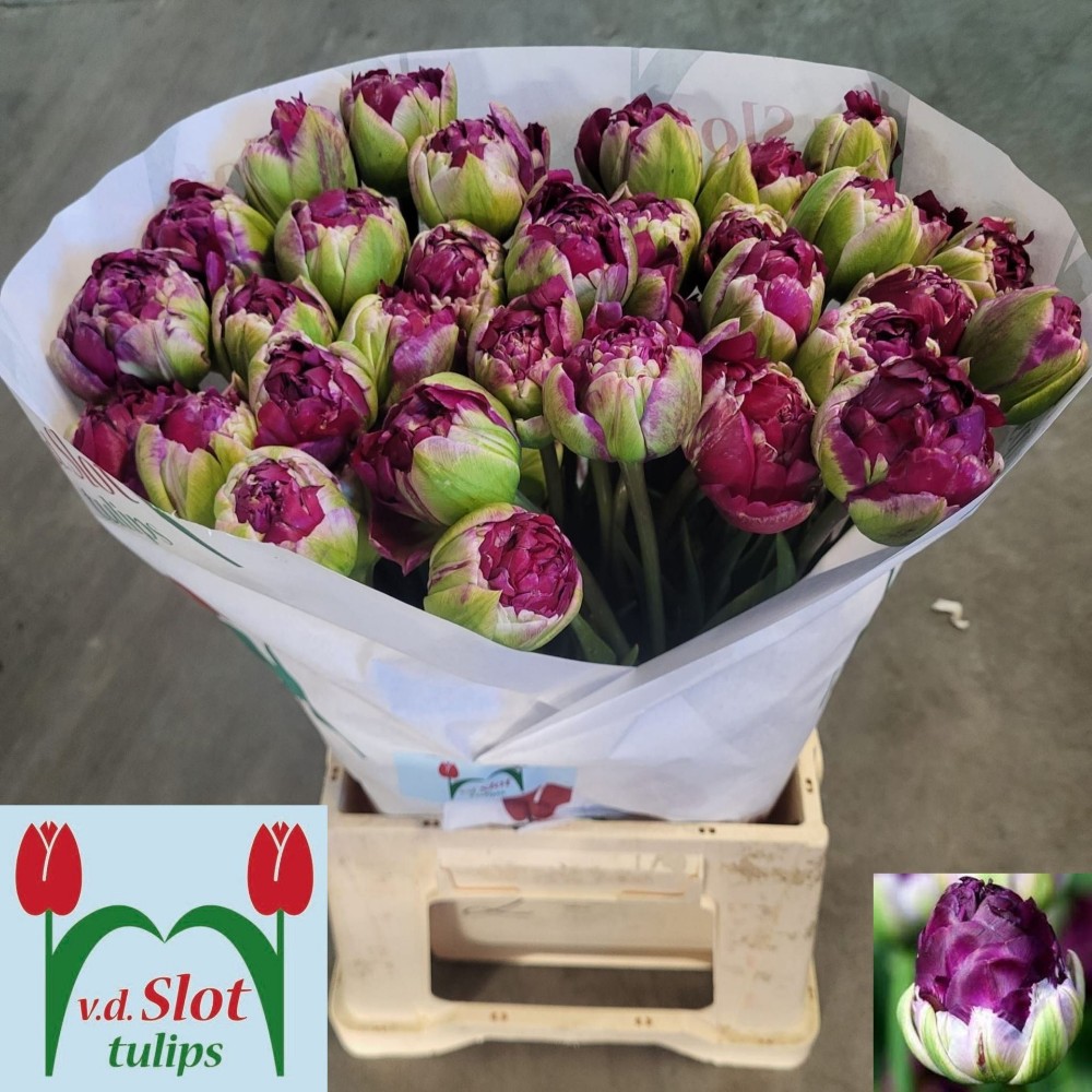 Тюльпан Дабл "Воу"