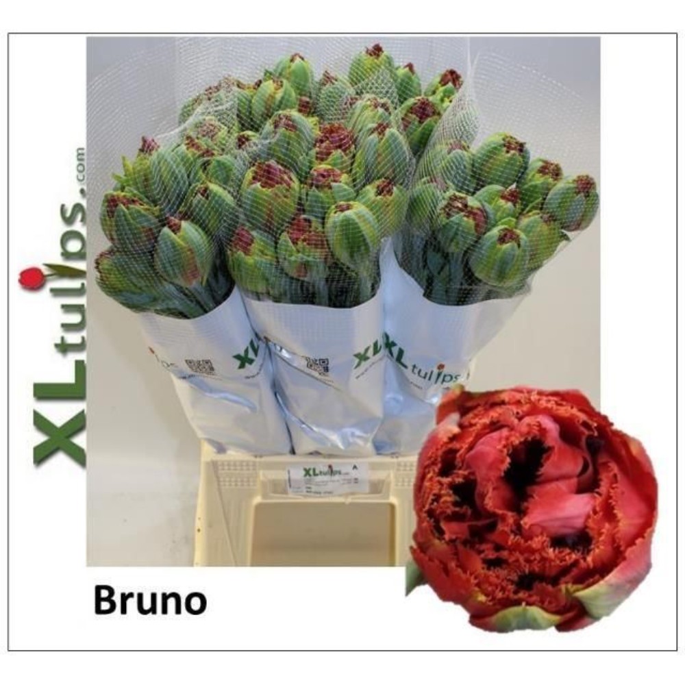 Тюльпан Бахромчатий XL "Бруно"