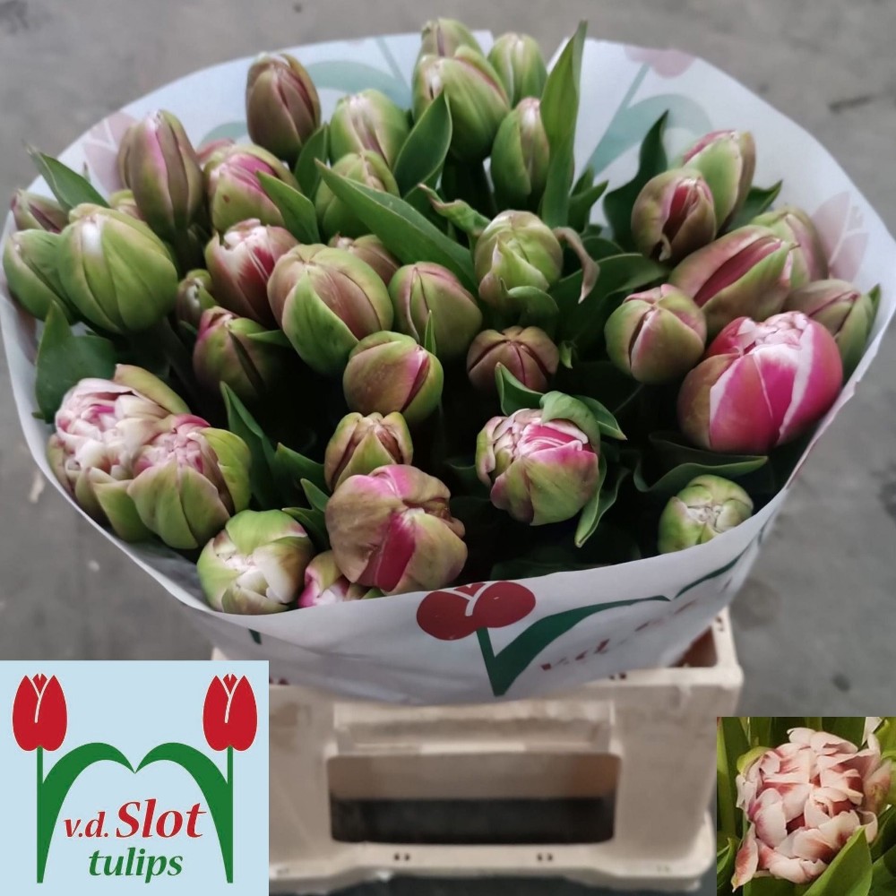 Тюльпан Дабл "Бамбл"