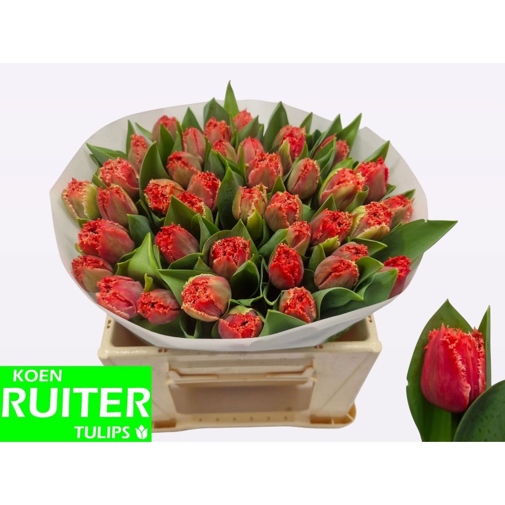 Тюльпан Січений "Бендіго"