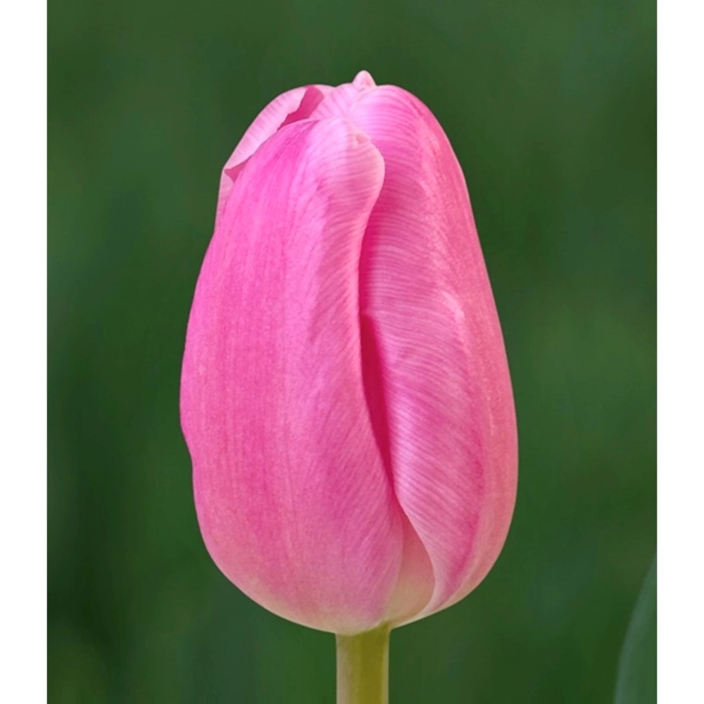 Тюльпан "Крістмас Дрім"