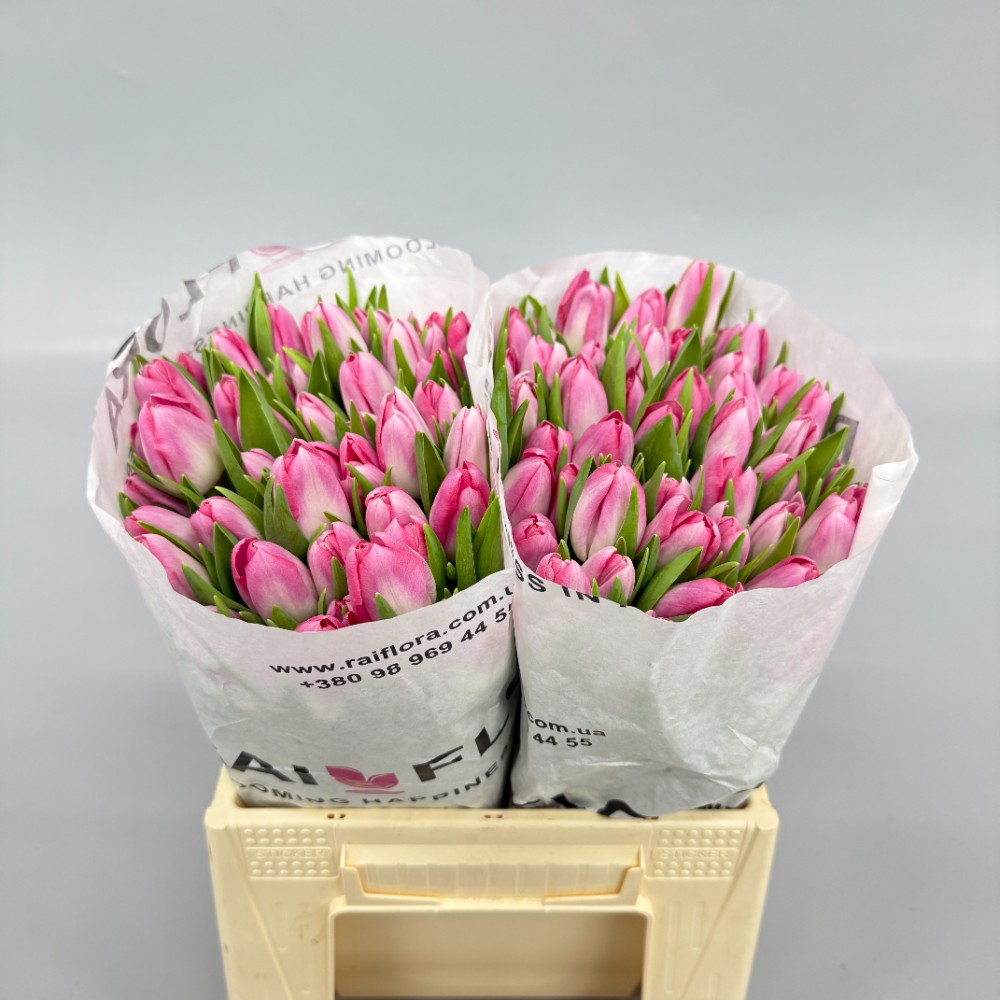 Тюльпан "Дінасті"