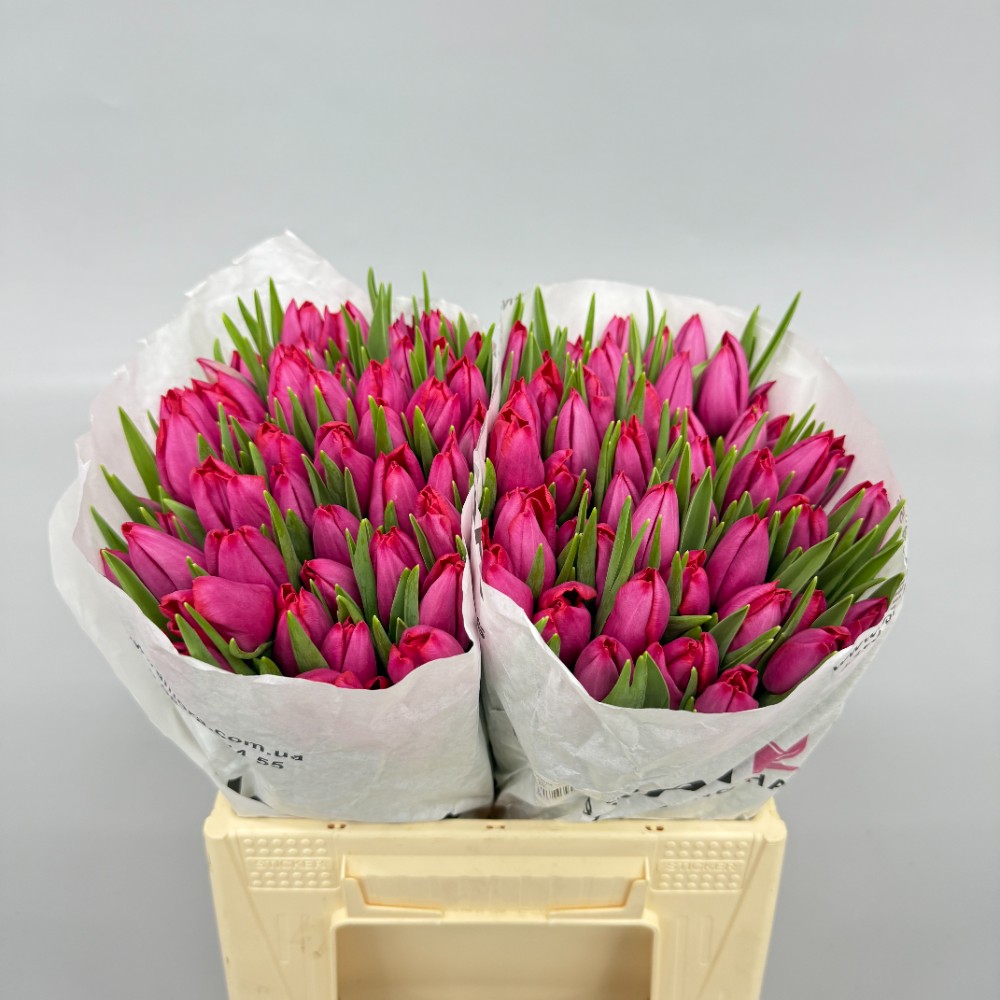 Тюльпан "Фронтлайн"