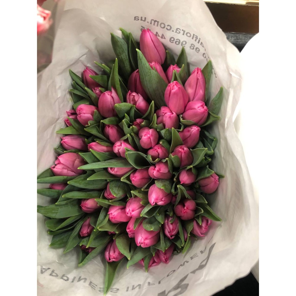 Тюльпан "Крістмас Дрім"