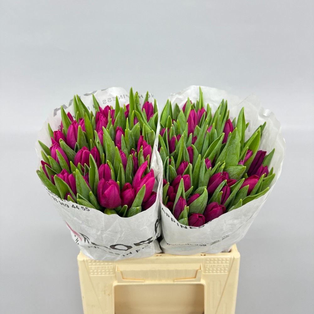 Тюльпан "Пінк Адур"