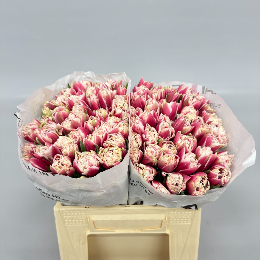 Тюльпан "Інносенс"