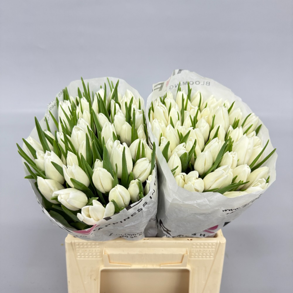 Тюльпан "Полар Бір"