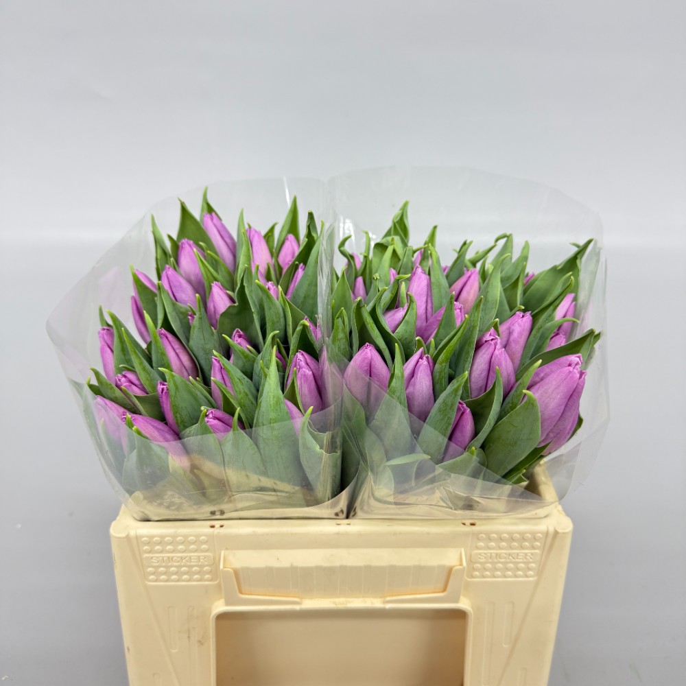 Тюльпан Кенді принц 25 см