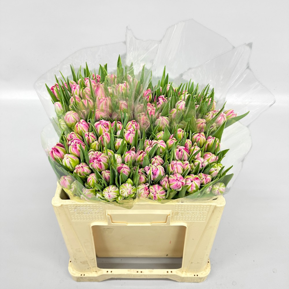 Тюльпан місцевий піоноподібний  "Флеш Поінт"