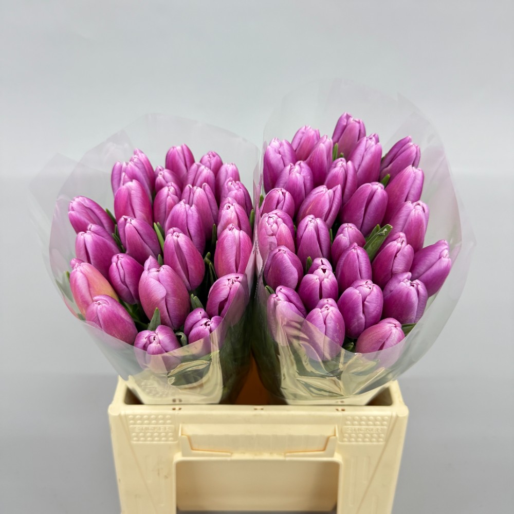 Тюльпан Аргос