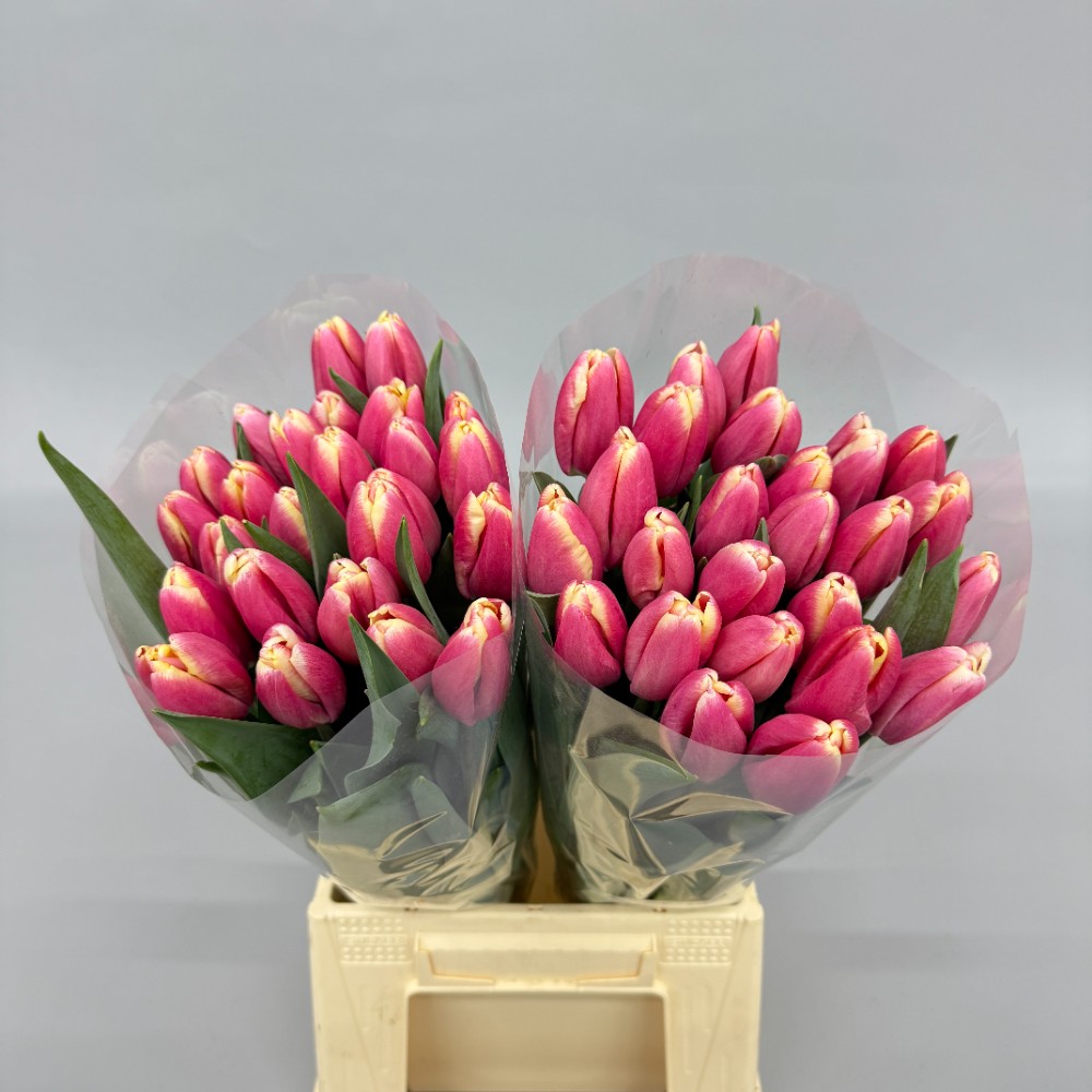 Тюльпан Лех Валесса