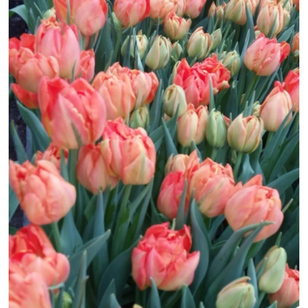 Тюльпан місцевий піоновидний Монте Оранж