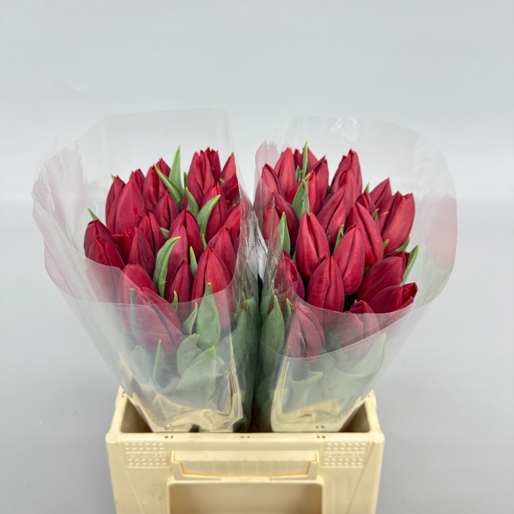 Тюльпан Стронг Лав