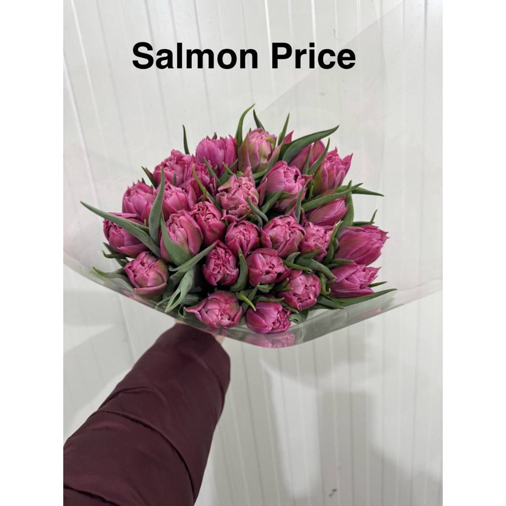 Тюльпан місцевий піоновидний  Салмон