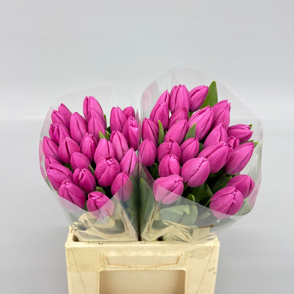 Тюльпан місцевий Лінкольн