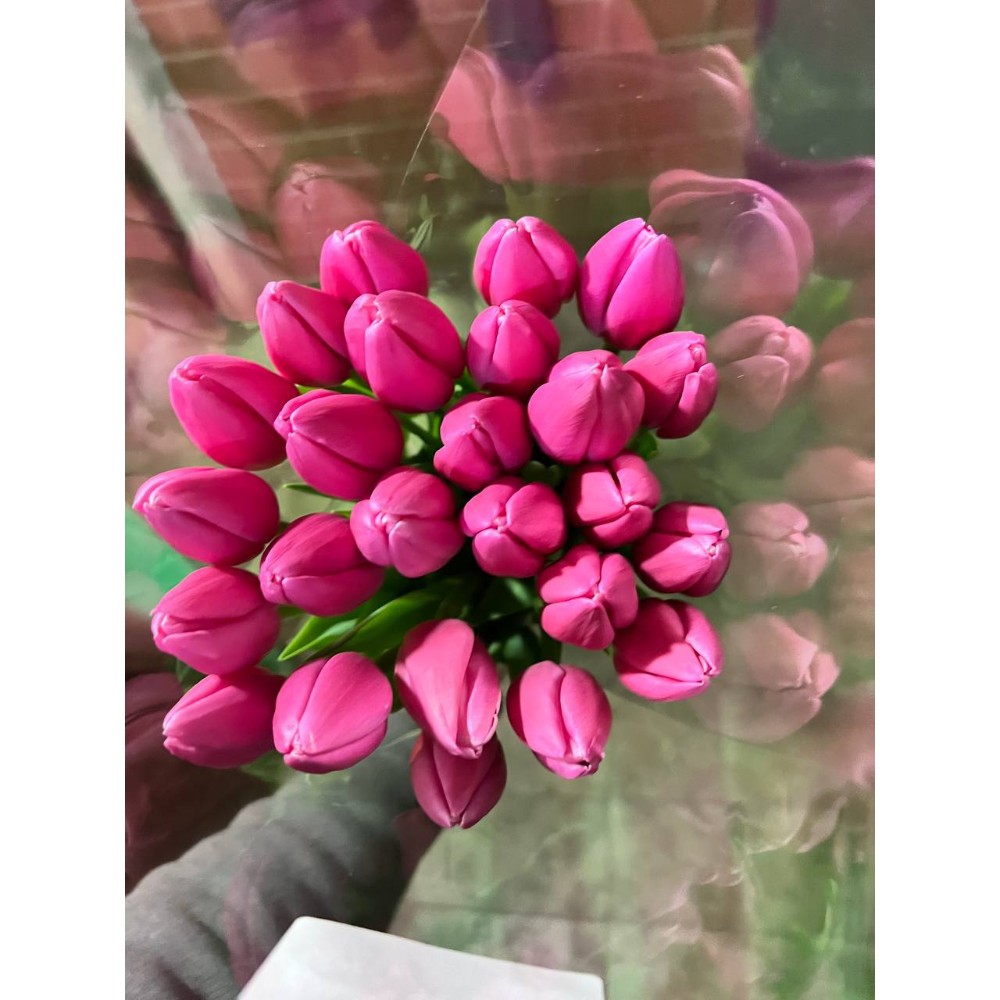 Тюльпан місцевий Іванка