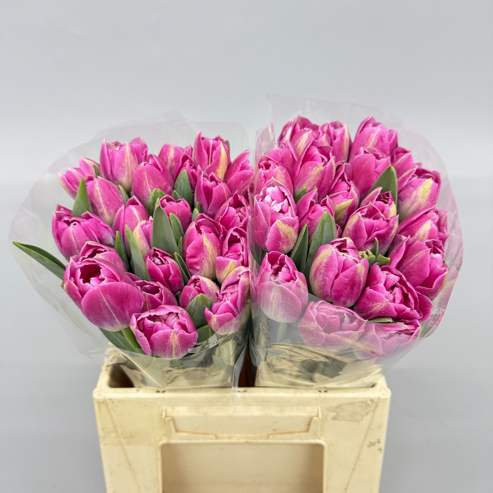 Тюльпан Бріндісі