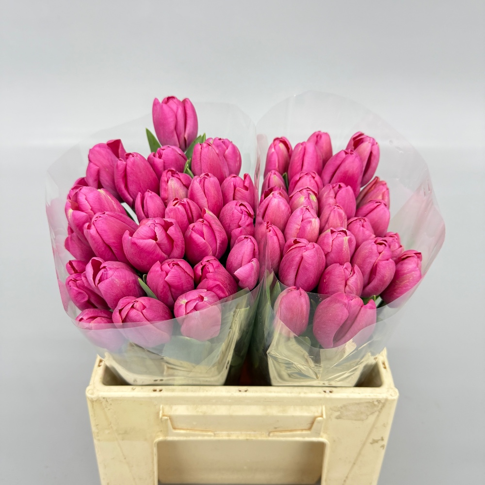 Тюльпан Корола