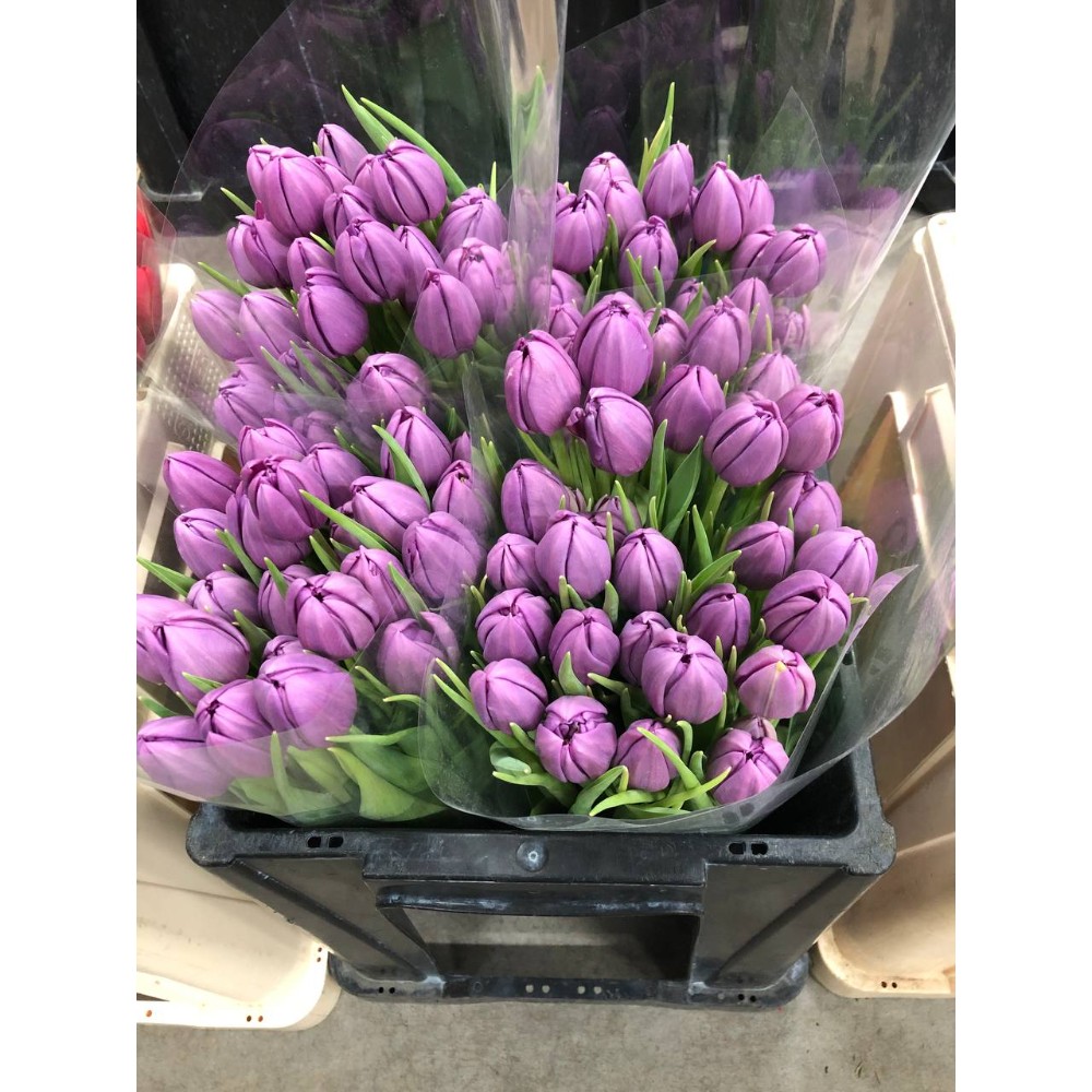 Тюльпан "місцевий піоновидний "Пур Скай" "