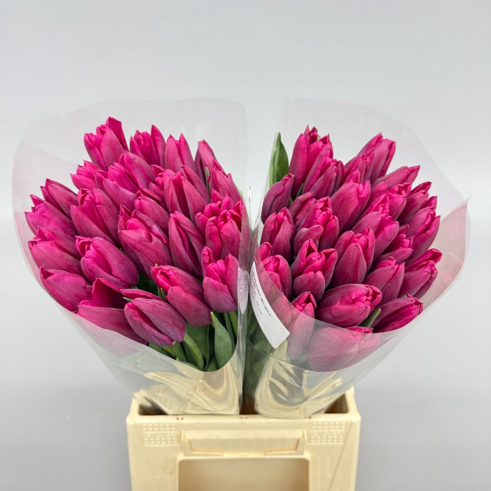 Тюльпан Ферст Лайф