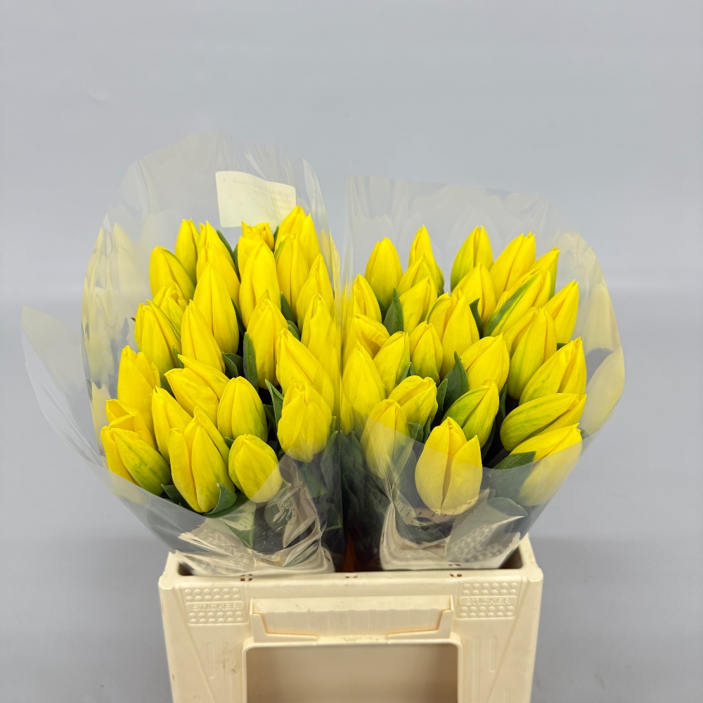 Тюльпан Стронг голд