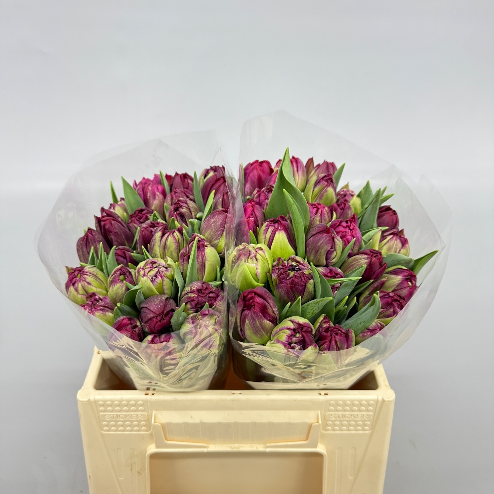 Тюльпан Драмстік